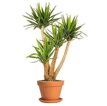 Yucca Elephantipes, Spineless Yucca, Giant Yucca - www.Greenie.ae Buy online Best and Healthy Plants and quality products guarantee in Dubai Plants Shop in Dubai Abu Dhabi all over UAE Plants near me Fresh Plants in Dubai where to buy plants in UAE - Greenie.ae