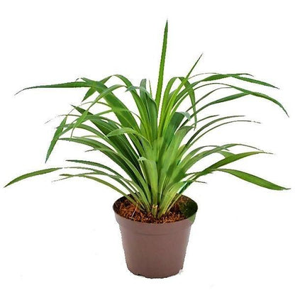 Yucca Desmetiana, Blue Boy - www.Greenie.ae Buy online Best and Healthy Plants and quality products guarantee in Dubai Plants Shop in Dubai Abu Dhabi all over UAE Plants near me Fresh Plants in Dubai where to buy plants in UAE - Greenie.ae