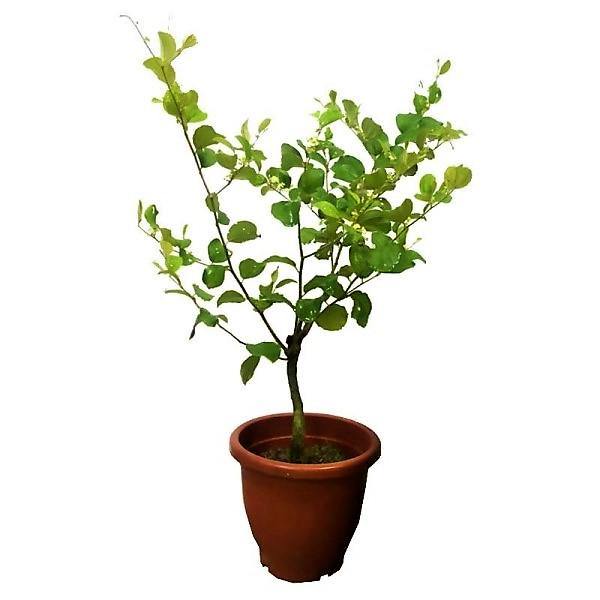 Ziziphus jujuba, Jujube Tree - www.Greenie.ae Buy online Best and Healthy Plants and quality products guarantee in Dubai Plants Shop in Dubai Abu Dhabi all over UAE Plants near me Fresh Plants in Dubai where to buy plants in UAE - Greenie.ae