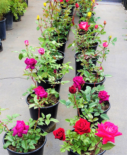 Rose Plant Outdoor - www.Greenie.ae Buy online Best and Healthy Plants and quality products guarantee in Dubai Plants Shop in Dubai Abu Dhabi all over UAE Plants near me Fresh Plants in Dubai where to buy plants in UAE - Greenie.ae