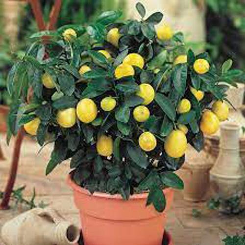 Lemon Tree, Citrus Lemon - www.Greenie.ae Buy online Best and Healthy Plants and quality products guarantee in Dubai Plants Shop in Dubai Abu Dhabi all over UAE Plants near me Fresh Plants in Dubai where to buy plants in UAE - Greenie.ae