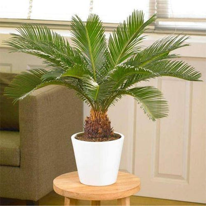 Cycas Revoluta, Sago Palm, outdoor - www.Greenie.ae Buy online Best and Healthy Plants and quality products guarantee in Dubai Plants Shop in Dubai Abu Dhabi all over UAE Plants near me Fresh Plants in Dubai where to buy plants in UAE - Greenie.ae