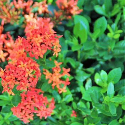 Ixora chinensis, Red, Pink - www.Greenie.ae Buy online Best and Healthy Plants and quality products guarantee in Dubai Plants Shop in Dubai Abu Dhabi all over UAE Plants near me Fresh Plants in Dubai where to buy plants in UAE - Greenie.ae