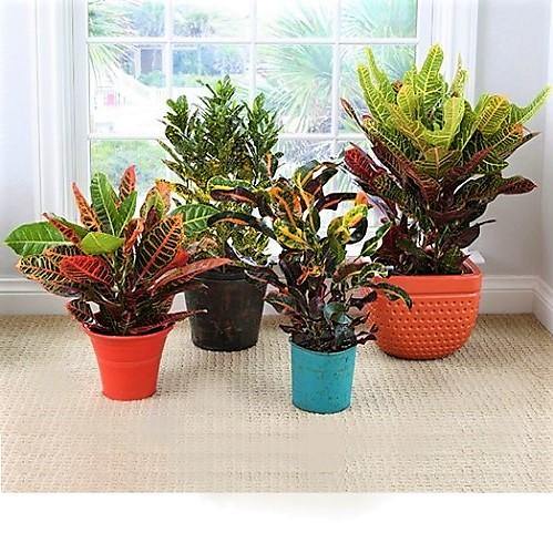 Codiaeum Iceton, Codiaeum Variegatum, Croton - www.Greenie.ae Buy online Best and Healthy Plants and quality products guarantee in Dubai Plants Shop in Dubai Abu Dhabi all over UAE Plants near me Fresh Plants in Dubai where to buy plants in UAE - Greenie.ae