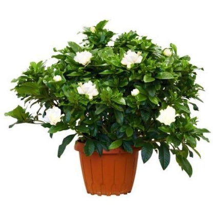 Gardenia Jasminoides, Cape Jasmine, ياسمين outdoor - www.Greenie.ae Buy online Best and Healthy Plants and quality products guarantee in Dubai Plants Shop in Dubai Abu Dhabi all over UAE Plants near me Fresh Plants in Dubai where to buy plants in UAE - Greenie.ae