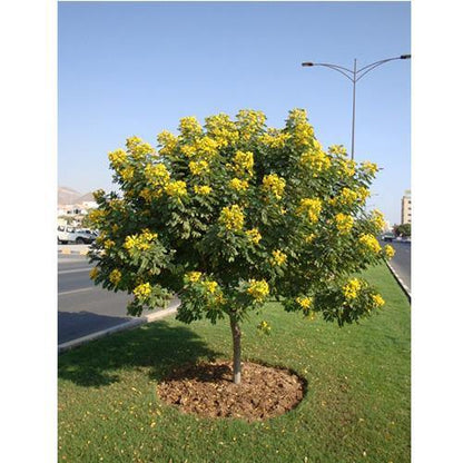 Cassia Surattensis, Scrambled Egg Plant - www.Greenie.ae Buy online Best and Healthy Plants and quality products guarantee in Dubai Plants Shop in Dubai Abu Dhabi all over UAE Plants near me Fresh Plants in Dubai where to buy plants in UAE - Greenie.ae