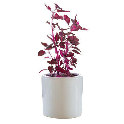 Iresine Iindenii, Bloodleaf Iresine lindenii (small) - www.Greenie.ae Buy online Best and Healthy Plants and quality products guarantee in Dubai Plants Shop in Dubai Abu Dhabi all over UAE Plants near me Fresh Plants in Dubai where to buy plants in UAE - Greenie.ae