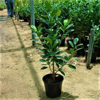 Ficus Hawaii, Green Island - www.Greenie.ae Buy online Best and Healthy Plants and quality products guarantee in Dubai Plants Shop in Dubai Abu Dhabi all over UAE Plants near me Fresh Plants in Dubai where to buy plants in UAE - Greenie.ae