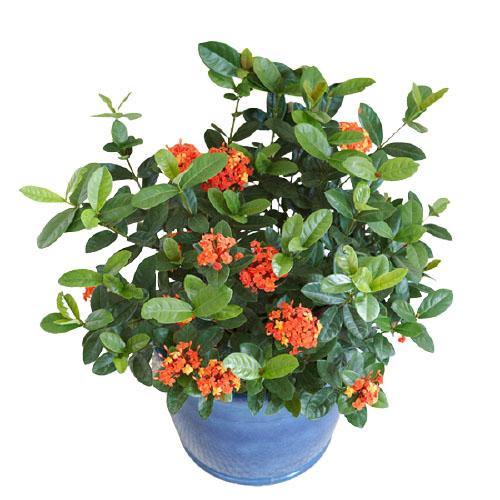 Ixora chinensis, Red, Pink - www.Greenie.ae Buy online Best and Healthy Plants and quality products guarantee in Dubai Plants Shop in Dubai Abu Dhabi all over UAE Plants near me Fresh Plants in Dubai where to buy plants in UAE - Greenie.ae