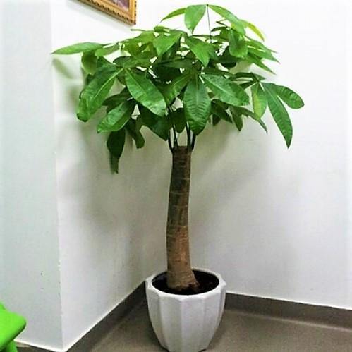 Pachira Aquatica, Money Tree - www.Greenie.ae Buy online Best and Healthy Plants and quality products guarantee in Dubai Plants Shop in Dubai Abu Dhabi all over UAE Plants near me Fresh Plants in Dubai where to buy plants in UAE - Greenie.ae