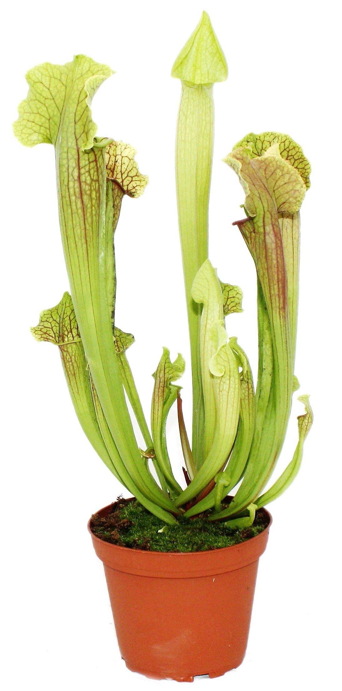 American Pitchers , Sarracenia - www.Greenie.ae Buy online Best and Healthy Plants and quality products guarantee in Dubai Plants Shop in Dubai Abu Dhabi all over UAE Plants near me Fresh Plants in Dubai where to buy plants in UAE - Greenie.ae