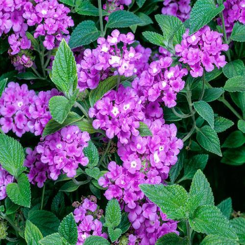 Lantana Montevidensis Purple, Trailing lantana - www.Greenie.ae Buy online Best and Healthy Plants and quality products guarantee in Dubai Plants Shop in Dubai Abu Dhabi all over UAE Plants near me Fresh Plants in Dubai where to buy plants in UAE - Greenie.ae