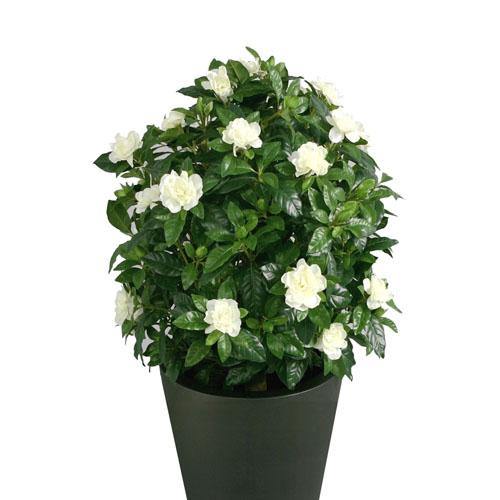 Gardenia Jasminoides, Cape Jasmine, ياسمين outdoor - www.Greenie.ae Buy online Best and Healthy Plants and quality products guarantee in Dubai Plants Shop in Dubai Abu Dhabi all over UAE Plants near me Fresh Plants in Dubai where to buy plants in UAE - Greenie.ae