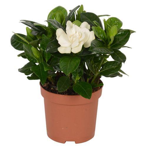 Gardenia Jasminoides, Cape Jasmine, ياسمين outdoor - www.Greenie.ae Buy online Best and Healthy Plants and quality products guarantee in Dubai Plants Shop in Dubai Abu Dhabi all over UAE Plants near me Fresh Plants in Dubai where to buy plants in UAE - Greenie.ae