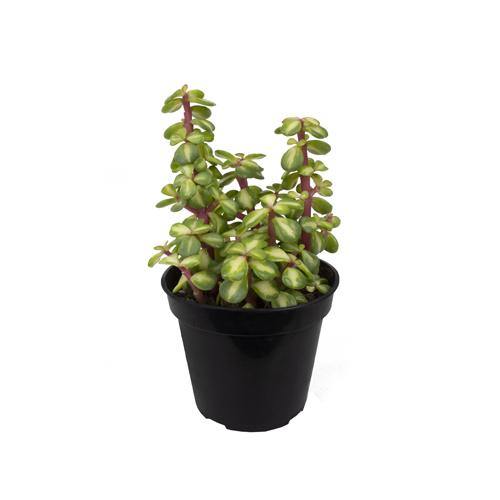 Portulacaria Afra, Elephant Bush - www.Greenie.ae Buy online Best and Healthy Plants and quality products guarantee in Dubai Plants Shop in Dubai Abu Dhabi all over UAE Plants near me Fresh Plants in Dubai where to buy plants in UAE - Greenie.ae