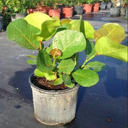 Coccoloba uvifera, Sea Grape - www.Greenie.ae Buy online Best and Healthy Plants and quality products guarantee in Dubai Plants Shop in Dubai Abu Dhabi all over UAE Plants near me Fresh Plants in Dubai where to buy plants in UAE - Greenie.ae