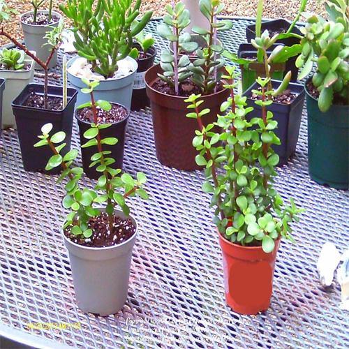 Portulacaria Afra, Elephant Bush - www.Greenie.ae Buy online Best and Healthy Plants and quality products guarantee in Dubai Plants Shop in Dubai Abu Dhabi all over UAE Plants near me Fresh Plants in Dubai where to buy plants in UAE - Greenie.ae