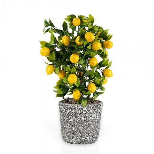 Lemon Tree, Citrus Lemon - www.Greenie.ae Buy online Best and Healthy Plants and quality products guarantee in Dubai Plants Shop in Dubai Abu Dhabi all over UAE Plants near me Fresh Plants in Dubai where to buy plants in UAE - Greenie.ae