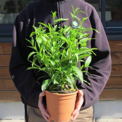 Cestrum Diurnum, Day King - www.Greenie.ae Buy online Best and Healthy Plants and quality products guarantee in Dubai Plants Shop in Dubai Abu Dhabi all over UAE Plants near me Fresh Plants in Dubai where to buy plants in UAE - Greenie.ae