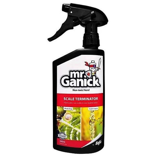 Organic Mealybug and Scale Terminator Spray - www.Greenie.ae Buy online Best and Healthy Plants and quality products guarantee in Dubai Plants Shop in Dubai Abu Dhabi all over UAE Plants near me Fresh Plants in Dubai where to buy plants in UAE - Greenie.ae