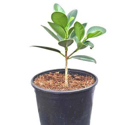 Ficus Hawaii, Green Island - www.Greenie.ae Buy online Best and Healthy Plants and quality products guarantee in Dubai Plants Shop in Dubai Abu Dhabi all over UAE Plants near me Fresh Plants in Dubai where to buy plants in UAE - Greenie.ae