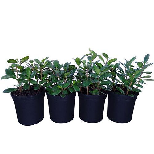 Ficus Hawaii, Green Island - www.Greenie.ae Buy online Best and Healthy Plants and quality products guarantee in Dubai Plants Shop in Dubai Abu Dhabi all over UAE Plants near me Fresh Plants in Dubai where to buy plants in UAE - Greenie.ae