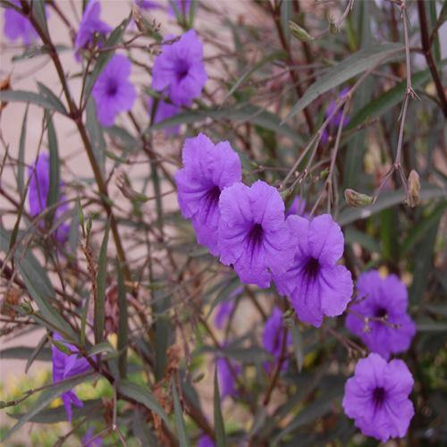 Ruellia Ciliosa, Wild Petunia (small) - www.Greenie.ae Buy online Best and Healthy Plants and quality products guarantee in Dubai Plants Shop in Dubai Abu Dhabi all over UAE Plants near me Fresh Plants in Dubai where to buy plants in UAE - Greenie.ae