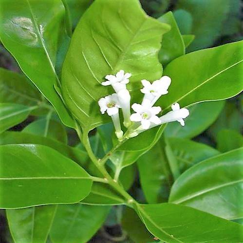 Cestrum Diurnum, Day King - www.Greenie.ae Buy online Best and Healthy Plants and quality products guarantee in Dubai Plants Shop in Dubai Abu Dhabi all over UAE Plants near me Fresh Plants in Dubai where to buy plants in UAE - Greenie.ae