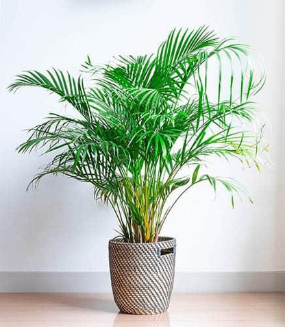 Areca Palm , Chrysalidocarpus lutescens (Indoor) - www.Greenie.ae Buy online Best and Healthy Plants and quality products guarantee in Dubai Plants Shop in Dubai Abu Dhabi all over UAE Plants near me Fresh Plants in Dubai where to buy plants in UAE - Greenie.ae