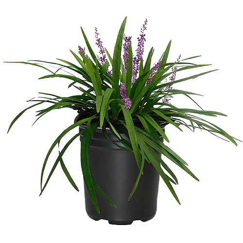 Liriope Muscari, Lilyturf - www.Greenie.ae Buy online Best and Healthy Plants and quality products guarantee in Dubai Plants Shop in Dubai Abu Dhabi all over UAE Plants near me Fresh Plants in Dubai where to buy plants in UAE - Greenie.ae