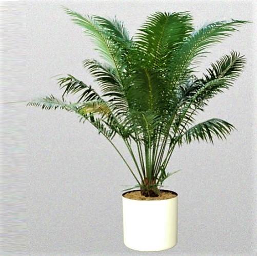 Cycas Circinalis, Queen Sago - www.Greenie.ae Buy online Best and Healthy Plants and quality products guarantee in Dubai Plants Shop in Dubai Abu Dhabi all over UAE Plants near me Fresh Plants in Dubai where to buy plants in UAE - Greenie.ae