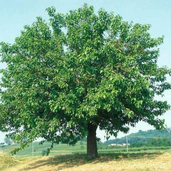 Mulberry Tree, Morus Alba - www.Greenie.ae Buy online Best and Healthy Plants and quality products guarantee in Dubai Plants Shop in Dubai Abu Dhabi all over UAE Plants near me Fresh Plants in Dubai where to buy plants in UAE - Greenie.ae