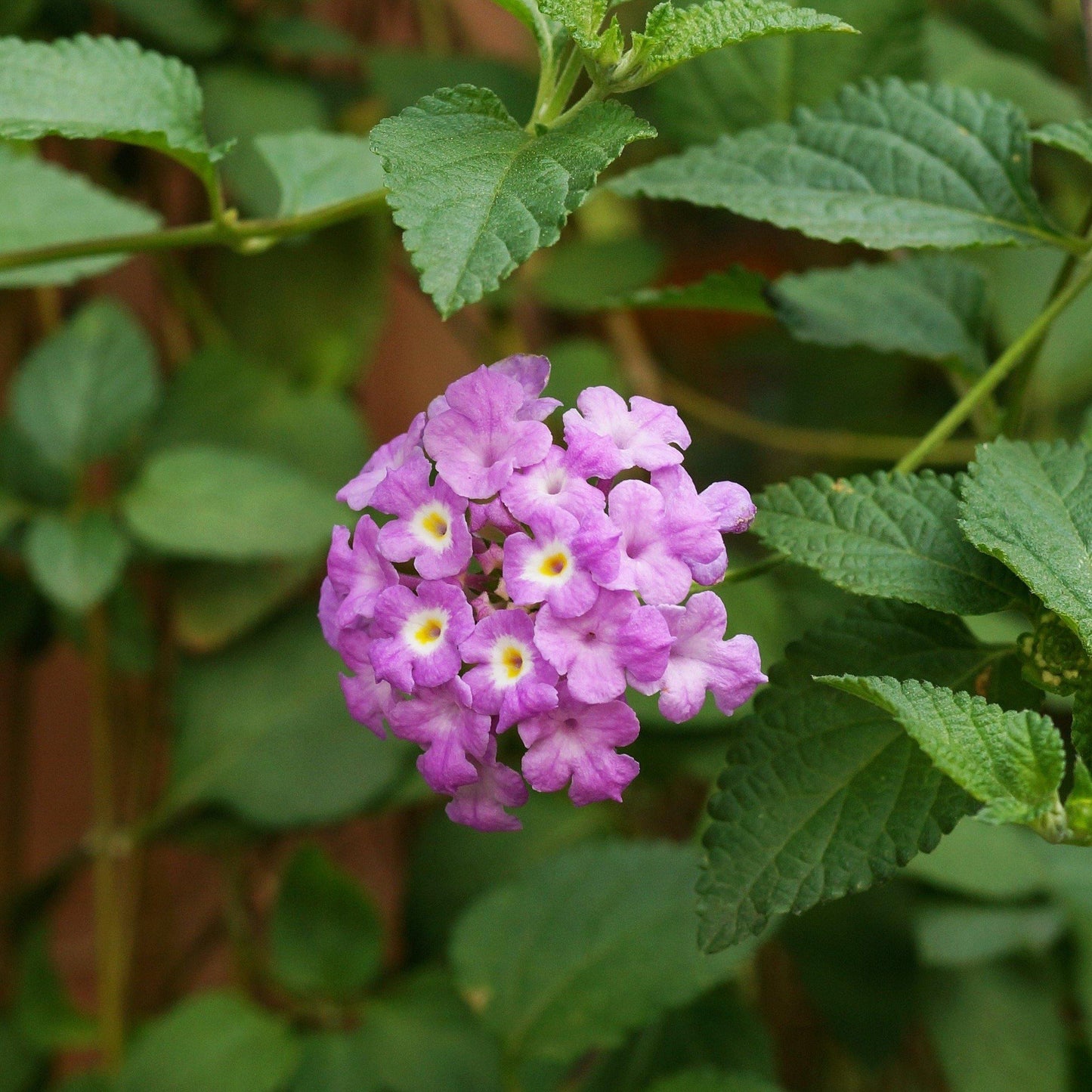 Lantana Montevidensis Purple, Trailing lantana - www.Greenie.ae Buy online Best and Healthy Plants and quality products guarantee in Dubai Plants Shop in Dubai Abu Dhabi all over UAE Plants near me Fresh Plants in Dubai where to buy plants in UAE - Greenie.ae