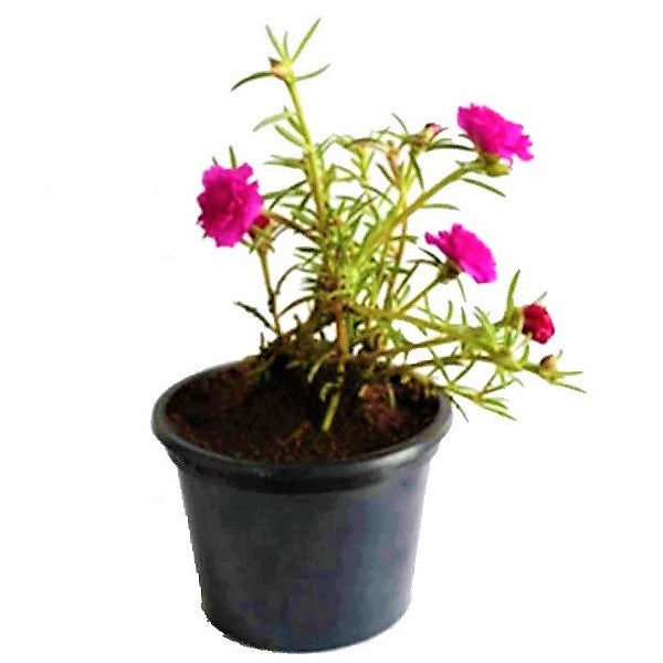 Rose Moss, Portulaca Grandiflora - www.Greenie.ae Buy online Best and Healthy Plants and quality products guarantee in Dubai Plants Shop in Dubai Abu Dhabi all over UAE Plants near me Fresh Plants in Dubai where to buy plants in UAE - Greenie.ae