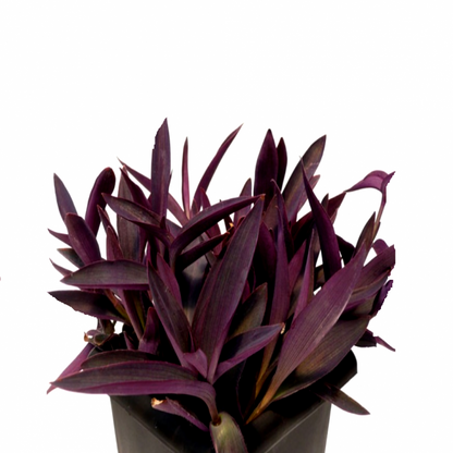 Setcreasea Purpurea, Purple Heart (small) - www.Greenie.ae Buy online Best and Healthy Plants and quality products guarantee in Dubai Plants Shop in Dubai Abu Dhabi all over UAE Plants near me Fresh Plants in Dubai where to buy plants in UAE - Greenie.ae