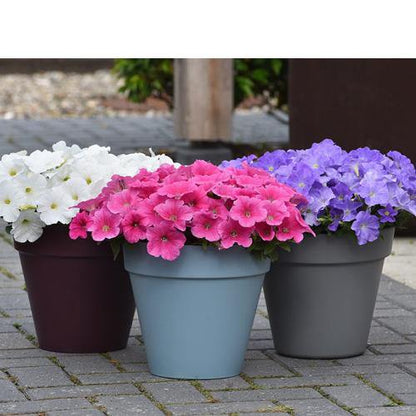 Petunia, Petunias (small) - www.Greenie.ae Buy online Best and Healthy Plants and quality products guarantee in Dubai Plants Shop in Dubai Abu Dhabi all over UAE Plants near me Fresh Plants in Dubai where to buy plants in UAE - Greenie.ae