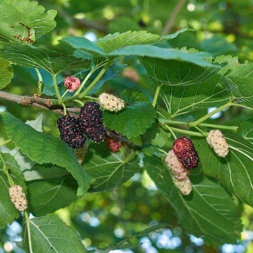 Mulberry Tree, Morus Alba - www.Greenie.ae Buy online Best and Healthy Plants and quality products guarantee in Dubai Plants Shop in Dubai Abu Dhabi all over UAE Plants near me Fresh Plants in Dubai where to buy plants in UAE - Greenie.ae