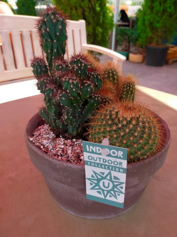 Cactus Outdoor - www.Greenie.ae Buy online Best and Healthy Plants and quality products guarantee in Dubai Plants Shop in Dubai Abu Dhabi all over UAE Plants near me Fresh Plants in Dubai where to buy plants in UAE - Greenie.ae