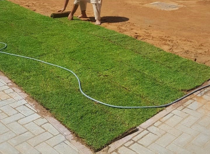 Natural Carpet Grass, Paspalium vaginatum - www.Greenie.ae Buy online Best and Healthy Plants and quality products guarantee in Dubai Plants Shop in Dubai Abu Dhabi all over UAE Plants near me Fresh Plants in Dubai where to buy plants in UAE - Greenie.ae