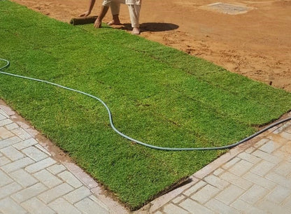 Natural Carpet Grass, Paspalium vaginatum - www.Greenie.ae Buy online Best and Healthy Plants and quality products guarantee in Dubai Plants Shop in Dubai Abu Dhabi all over UAE Plants near me Fresh Plants in Dubai where to buy plants in UAE - Greenie.ae