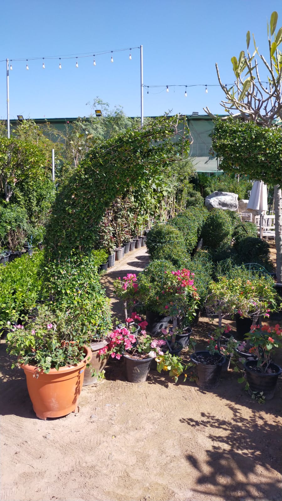 Ehretia Big (Different Shapes) - www.Greenie.ae Buy online Best and Healthy Plants and quality products guarantee in Dubai Plants Shop in Dubai Abu Dhabi all over UAE Plants near me Fresh Plants in Dubai where to buy plants in UAE - Greenie.ae