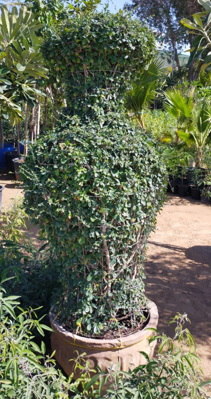 Ehretia Big (Different Shapes) - www.Greenie.ae Buy online Best and Healthy Plants and quality products guarantee in Dubai Plants Shop in Dubai Abu Dhabi all over UAE Plants near me Fresh Plants in Dubai where to buy plants in UAE - Greenie.ae