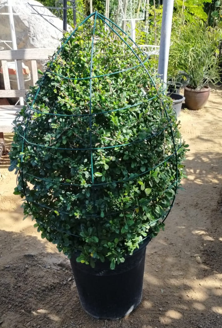 Ehretia Big (Different Shapes) - www.Greenie.ae Buy online Best and Healthy Plants and quality products guarantee in Dubai Plants Shop in Dubai Abu Dhabi all over UAE Plants near me Fresh Plants in Dubai where to buy plants in UAE - Greenie.ae