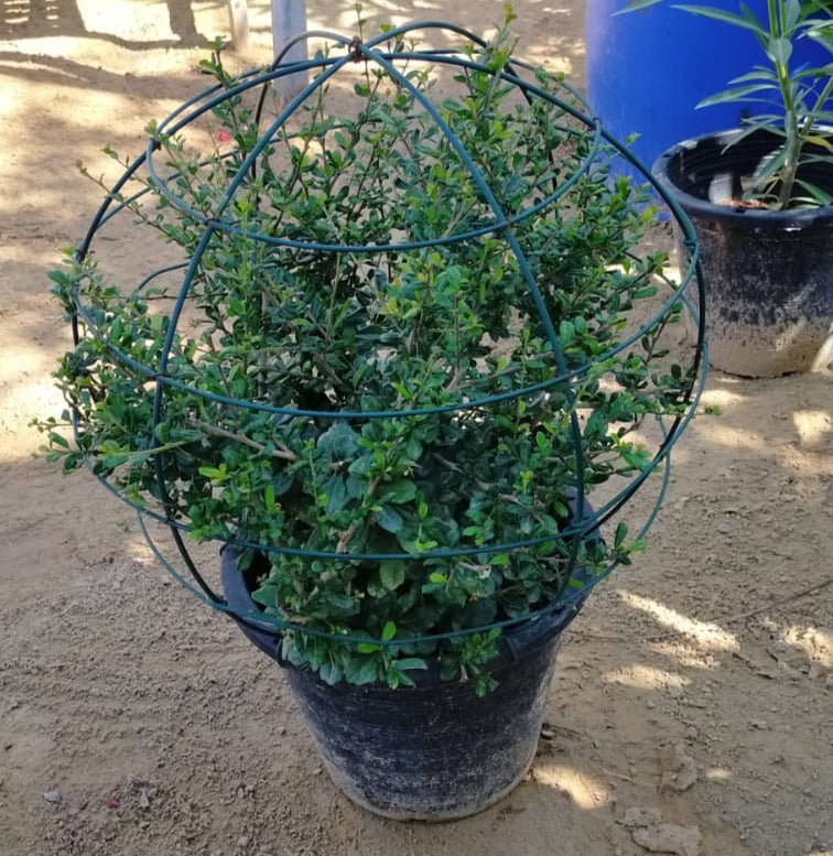 Ehretia Big (Different Shapes) - www.Greenie.ae Buy online Best and Healthy Plants and quality products guarantee in Dubai Plants Shop in Dubai Abu Dhabi all over UAE Plants near me Fresh Plants in Dubai where to buy plants in UAE - Greenie.ae