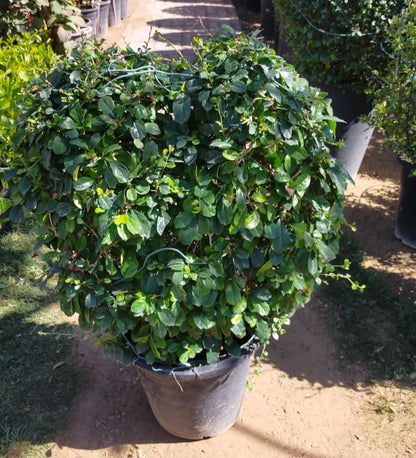 Ehretia Big (Different Shapes) - www.Greenie.ae Buy online Best and Healthy Plants and quality products guarantee in Dubai Plants Shop in Dubai Abu Dhabi all over UAE Plants near me Fresh Plants in Dubai where to buy plants in UAE - Greenie.ae