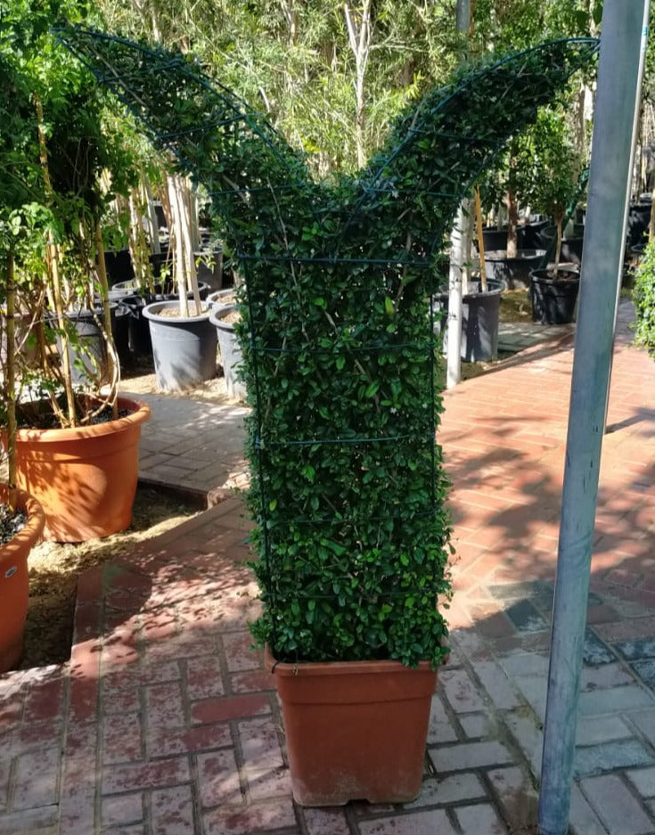 Ehretia Big (Different Shapes) - www.Greenie.ae Buy online Best and Healthy Plants and quality products guarantee in Dubai Plants Shop in Dubai Abu Dhabi all over UAE Plants near me Fresh Plants in Dubai where to buy plants in UAE - Greenie.ae