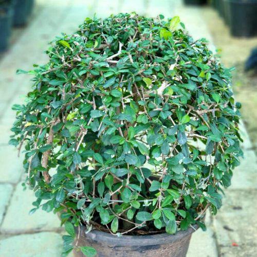 Ehretia microphylla, Fukien Tea Tree, Ball - www.Greenie.ae Buy online Best and Healthy Plants and quality products guarantee in Dubai Plants Shop in Dubai Abu Dhabi all over UAE Plants near me Fresh Plants in Dubai where to buy plants in UAE - Greenie.ae