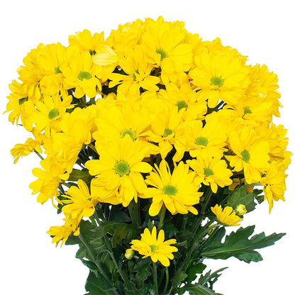 Wedelia Trilobata, Creeping Daisy or Rabbit Paw (small) - www.Greenie.ae Buy online Best and Healthy Plants and quality products guarantee in Dubai Plants Shop in Dubai Abu Dhabi all over UAE Plants near me Fresh Plants in Dubai where to buy plants in UAE - Greenie.ae