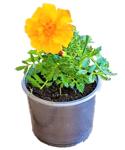 Marigold (small) - www.Greenie.ae Buy online Best and Healthy Plants and quality products guarantee in Dubai Plants Shop in Dubai Abu Dhabi all over UAE Plants near me Fresh Plants in Dubai where to buy plants in UAE - Greenie.ae