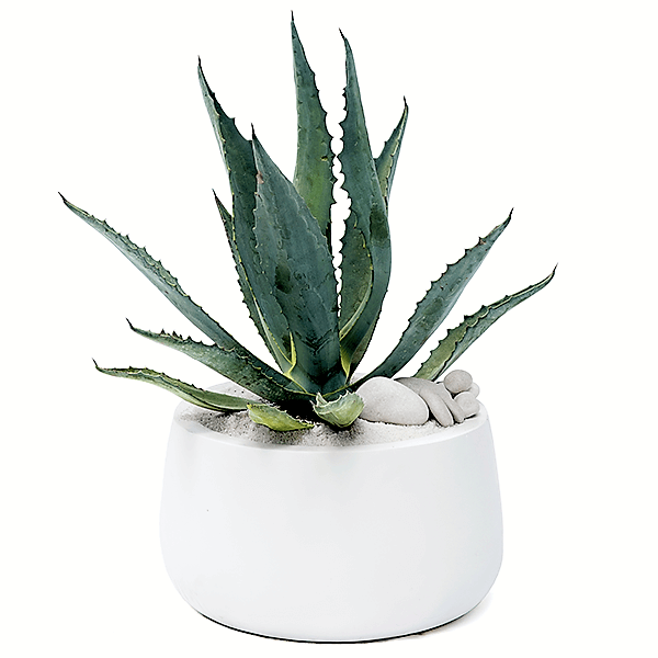 Agave americana , Century Plant - www.Greenie.ae Buy online Best and Healthy Plants and quality products guarantee in Dubai Plants Shop in Dubai Abu Dhabi all over UAE Plants near me Fresh Plants in Dubai where to buy plants in UAE - Greenie.ae